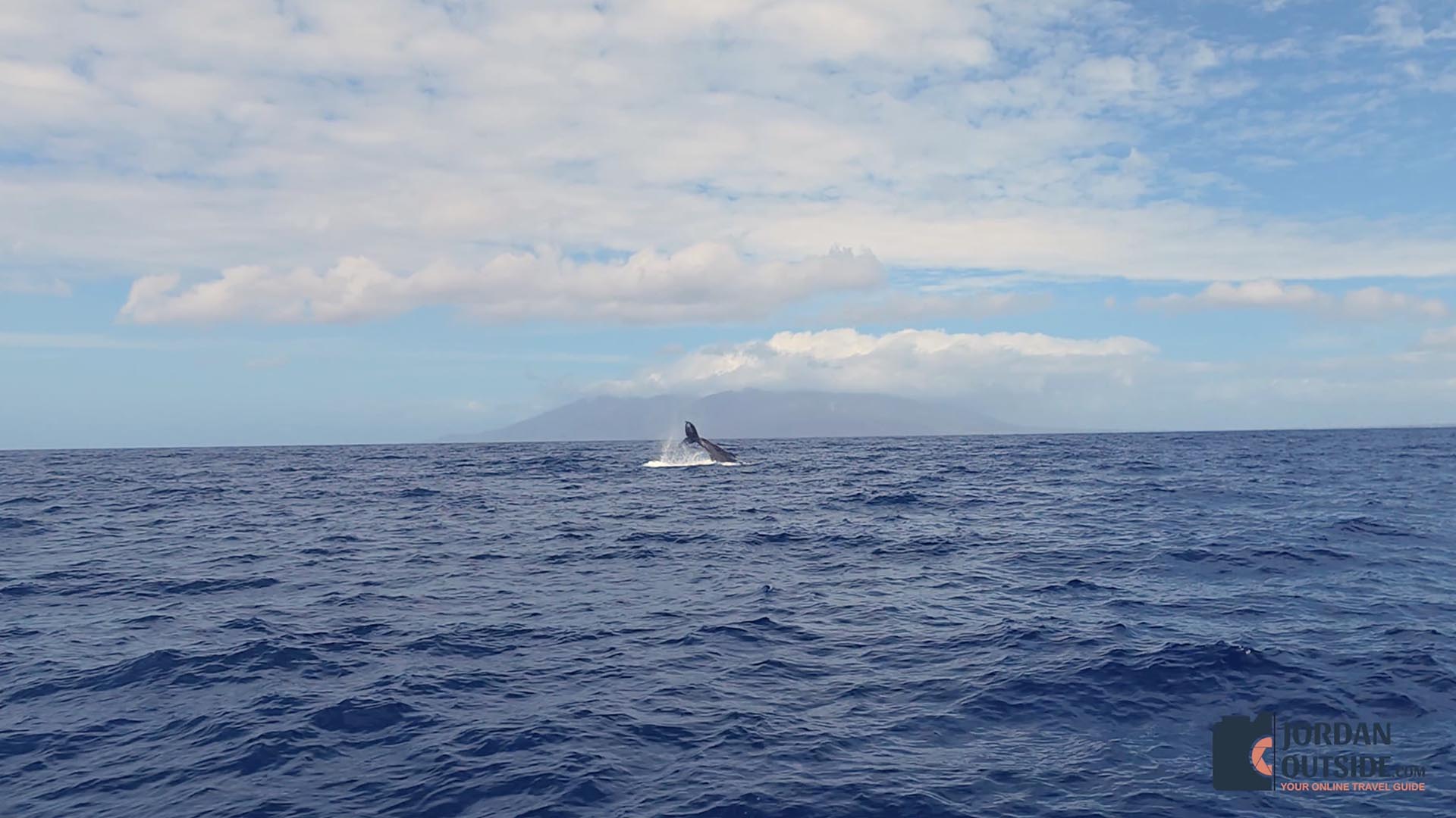 Whale Watching Excursion, Maui
