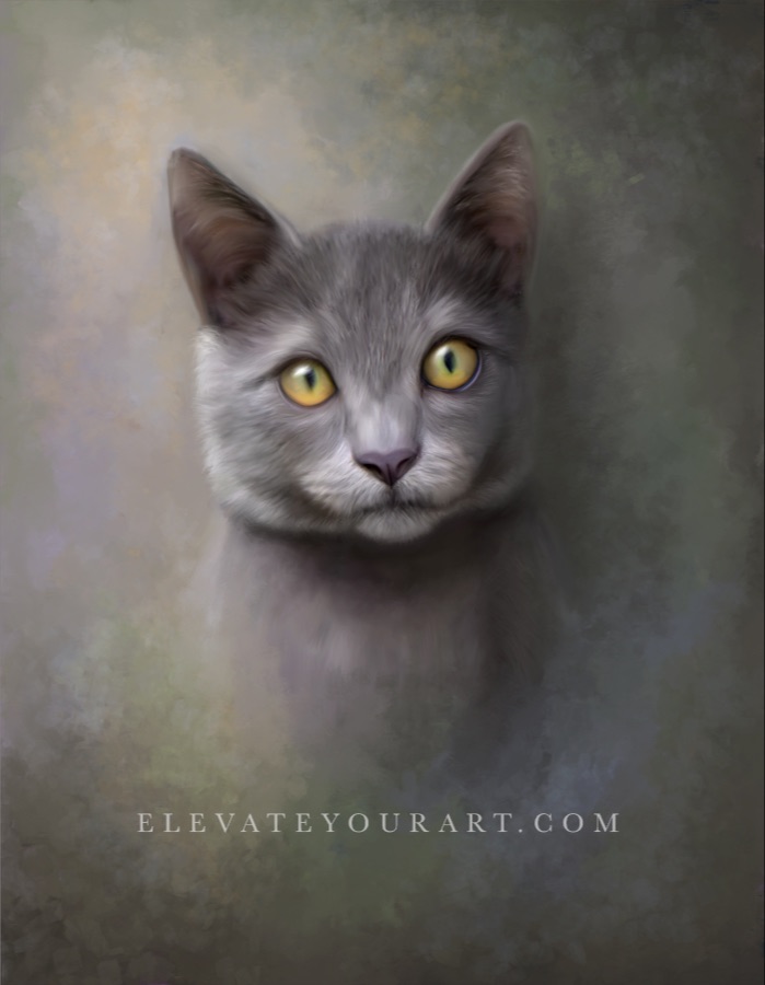Gray cat