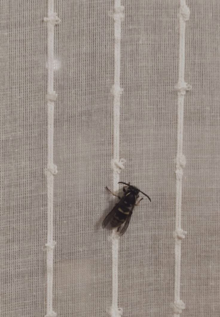 Guêpe sur rideau