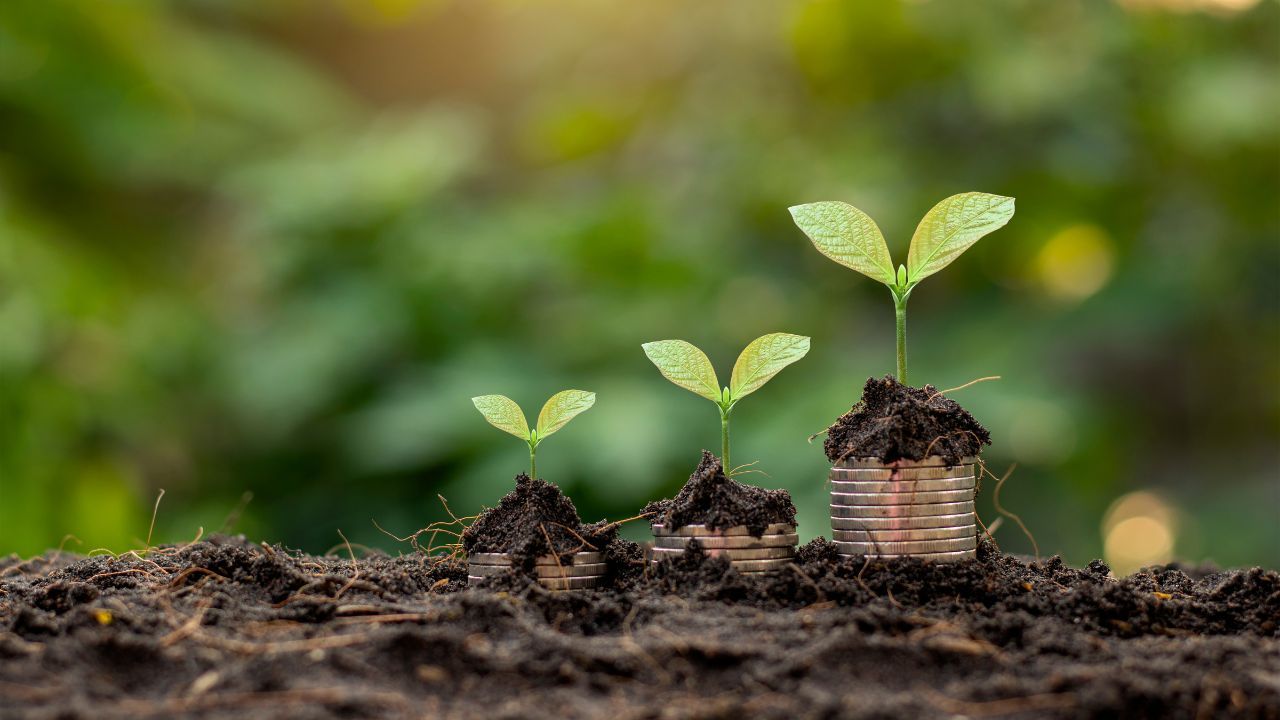 Three seedlings growing — Dr Emily Amos Resources