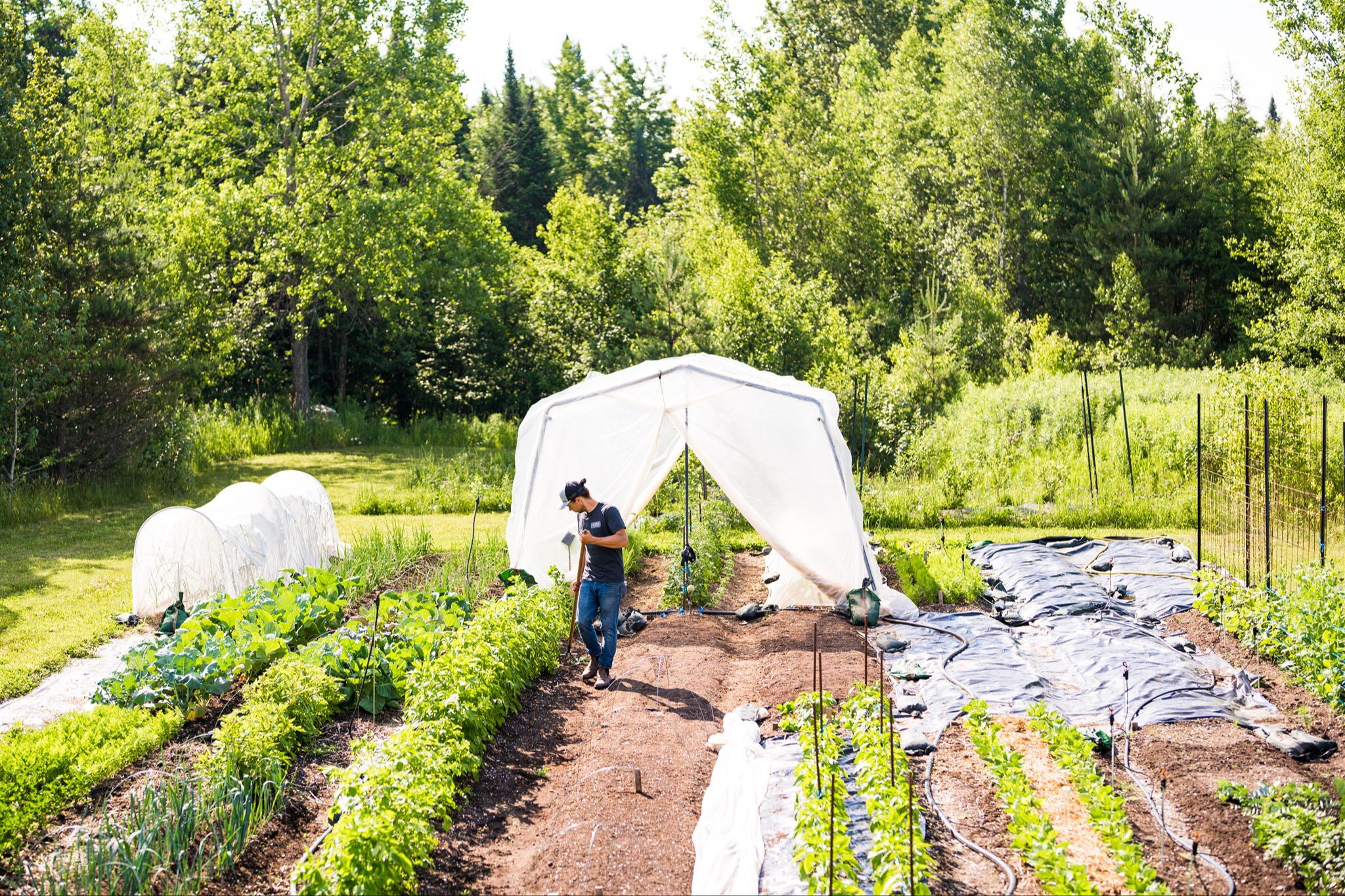 Créer un potager abondant