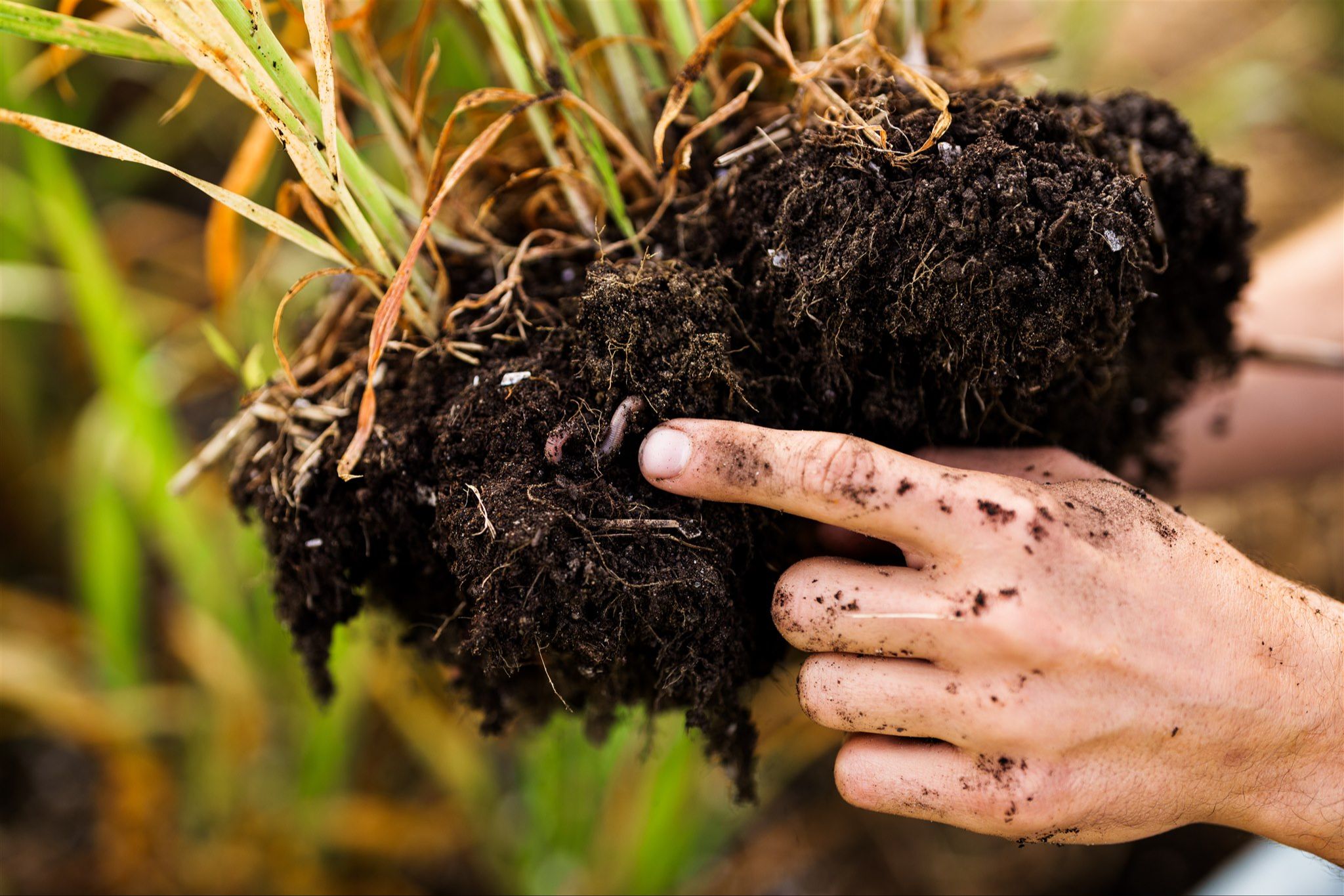 Bâtir un sol vivant