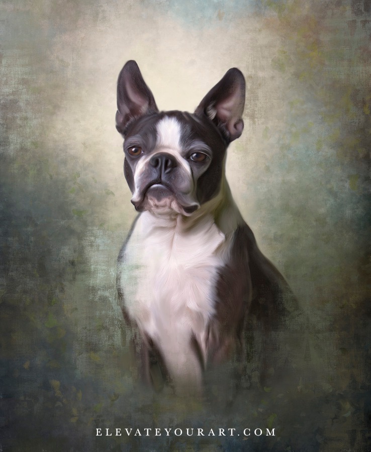 Boston terrier