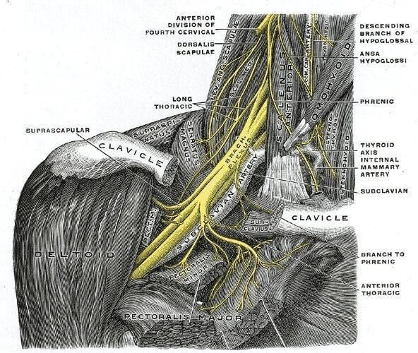 Thoracic outlet diagram showing the tight space where nerves and muscles can compress