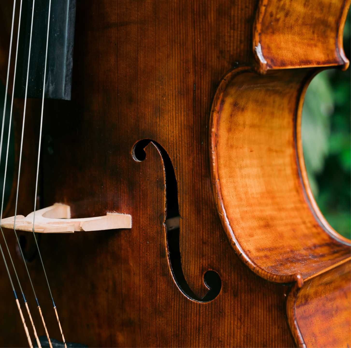 Close-up of a cello in lush tropical Hawaii foliage