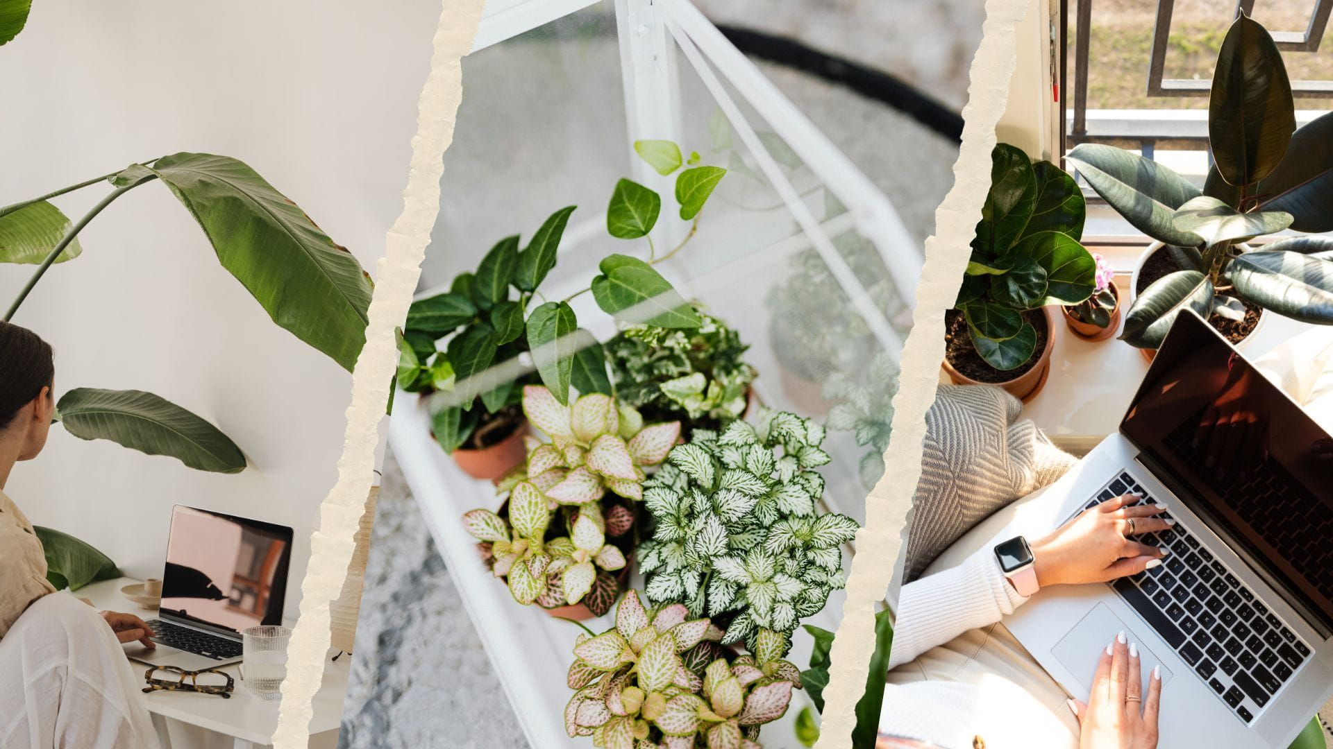 Arranged plants and a content creator 