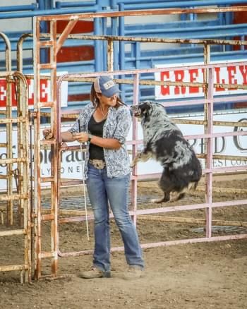 Stock dog working cattle in a pen
