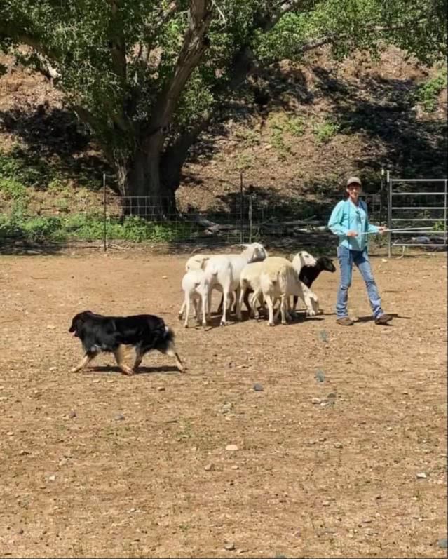 Handler training a dog on ducks