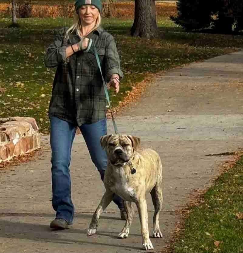 Owner walking strong brindle dog who is pulling hard on leash on a fall morning.
