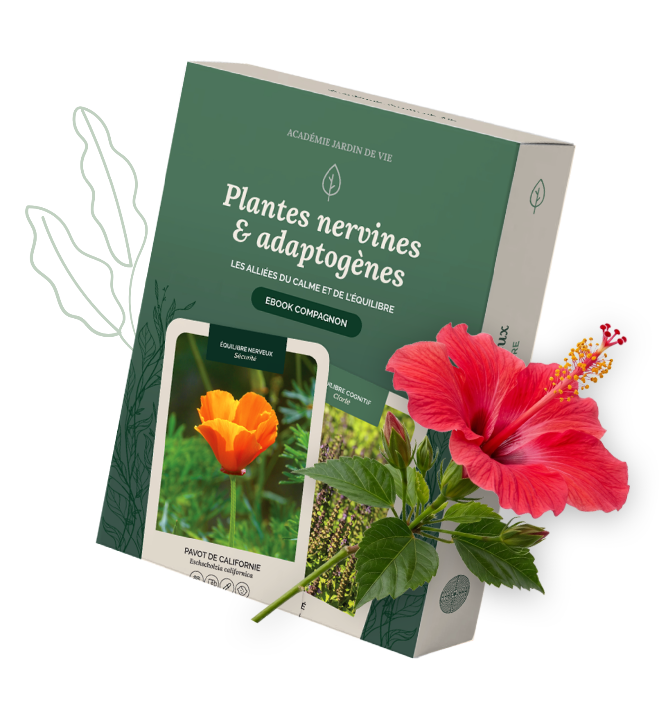 Plantes nervines & adaptogènes, un jeu de 52 cartes illustrées créé pour apprendre à reconnaître et à mieux comprendre les plantes traditionnellement associées au calme, à l’équilibre et à l’adaptation au stress.