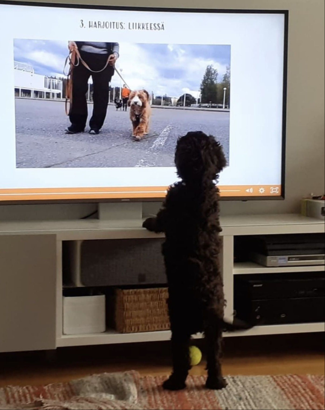 Kuvassa pentu katsoo televisiosta kurssimateriaalia.
