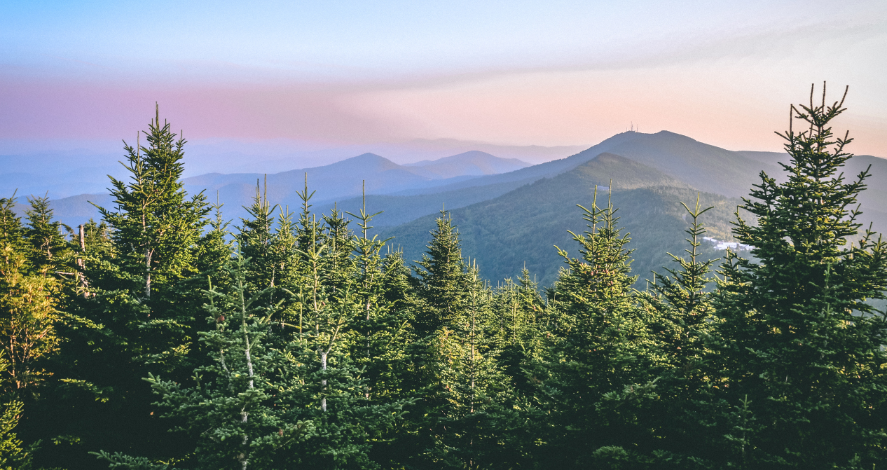 Pine trees