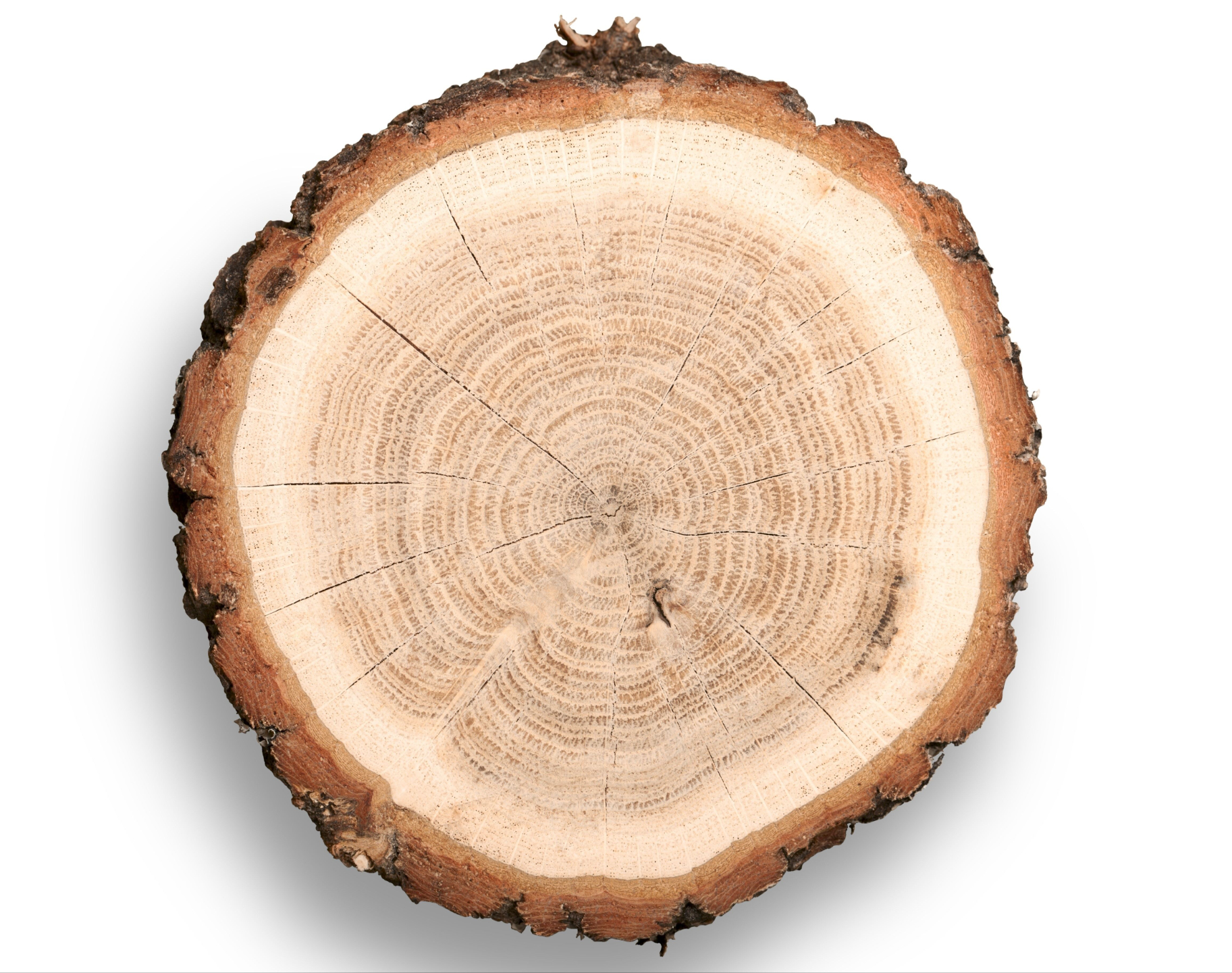Cross-section of a log showing growth rings
