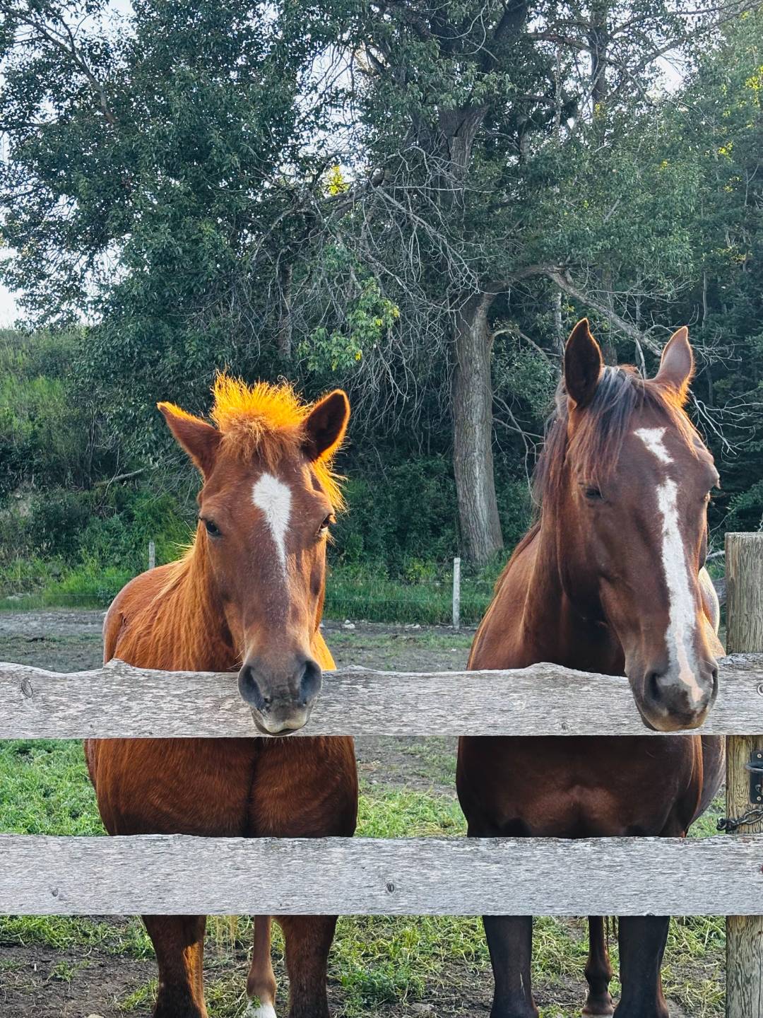 Equine experience
