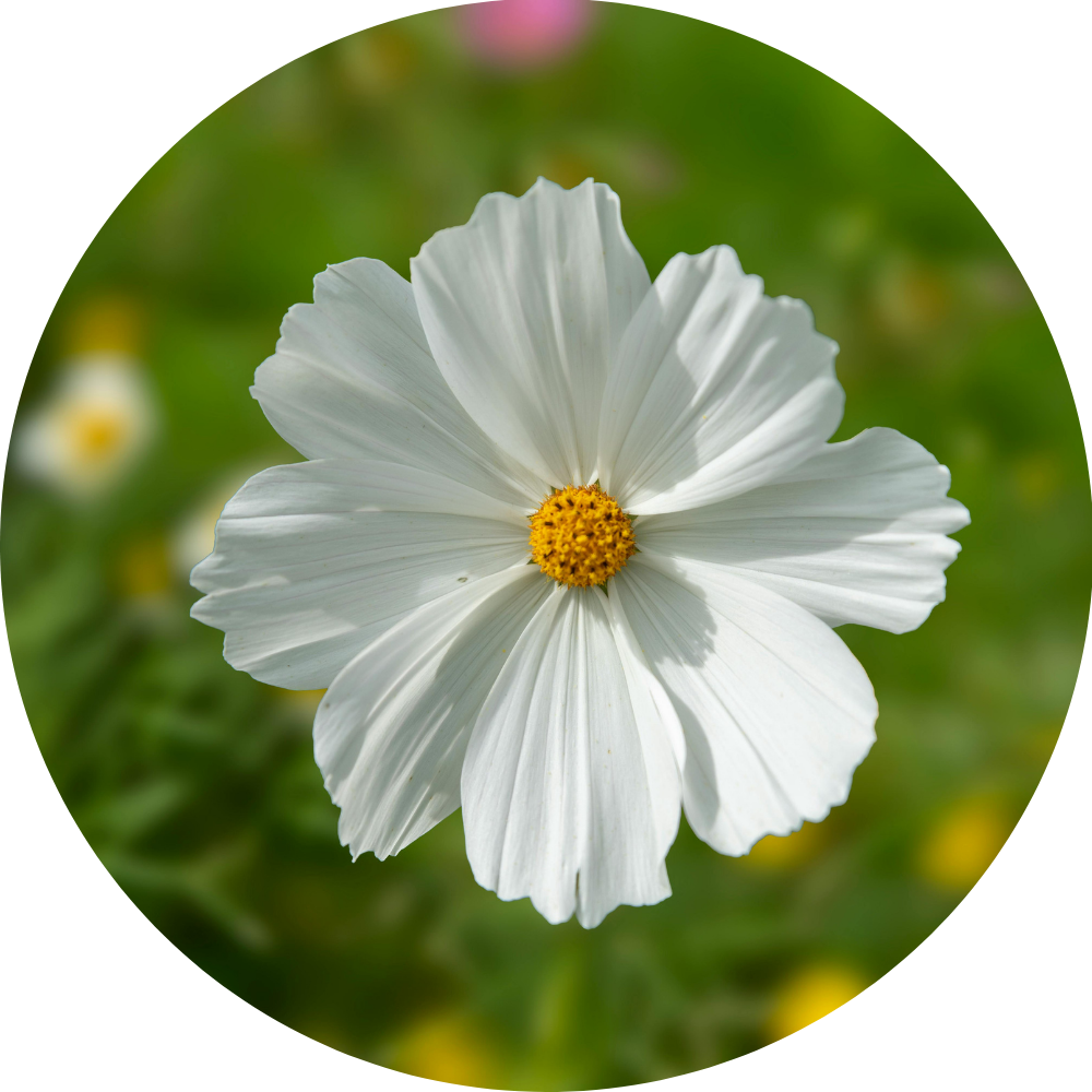 white cosmo flower
