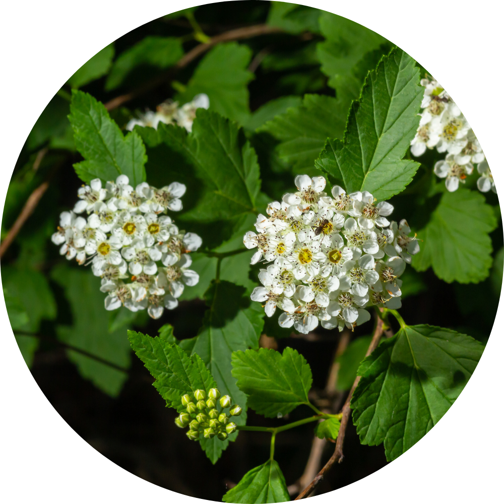 ninebark flowers 