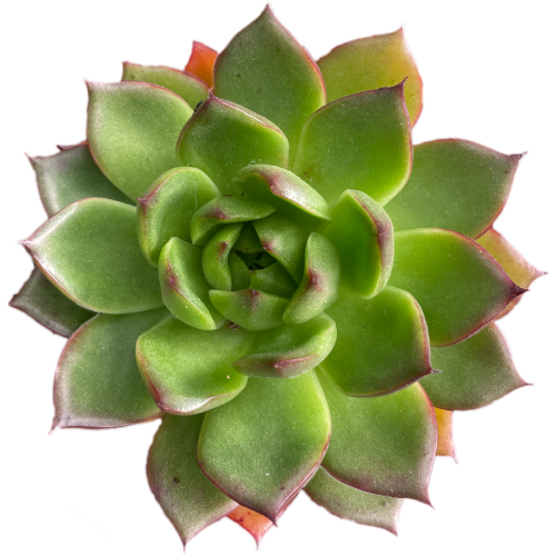 Succulent