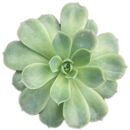 Succulent