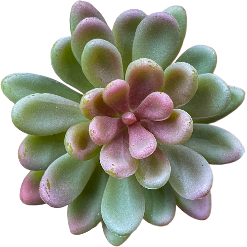 Succulent