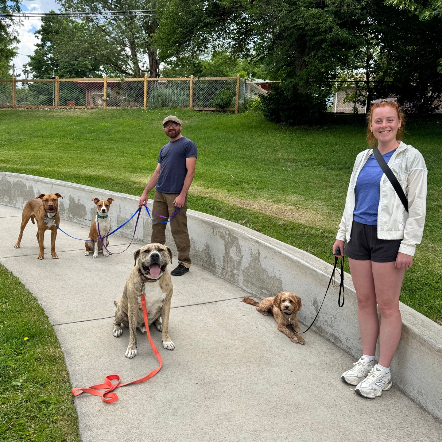 A man and a woman stand in a park, holding the leashes of 4 happy dogs.