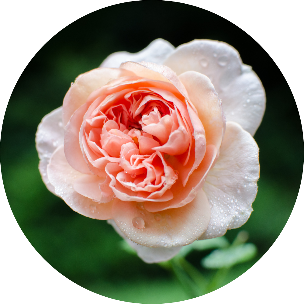 garden rose - pink