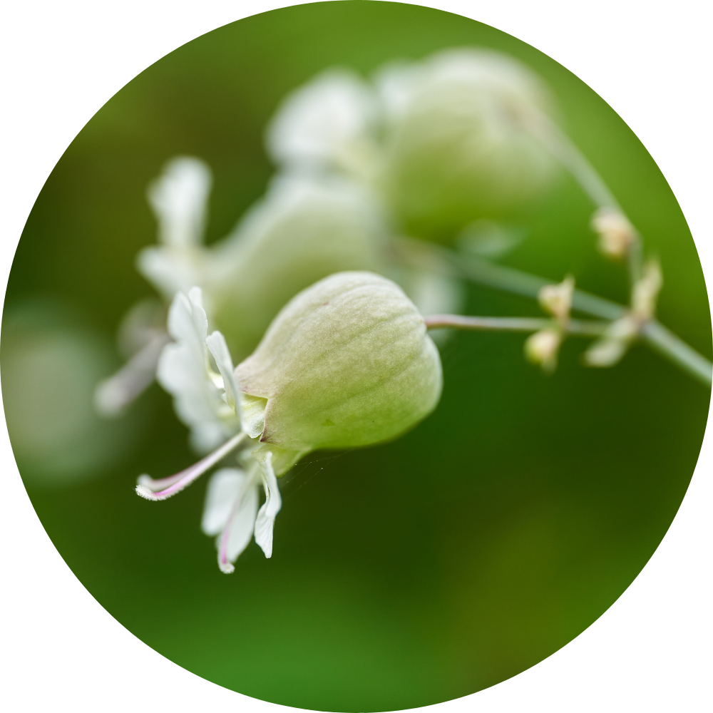 silene - bladder campion
