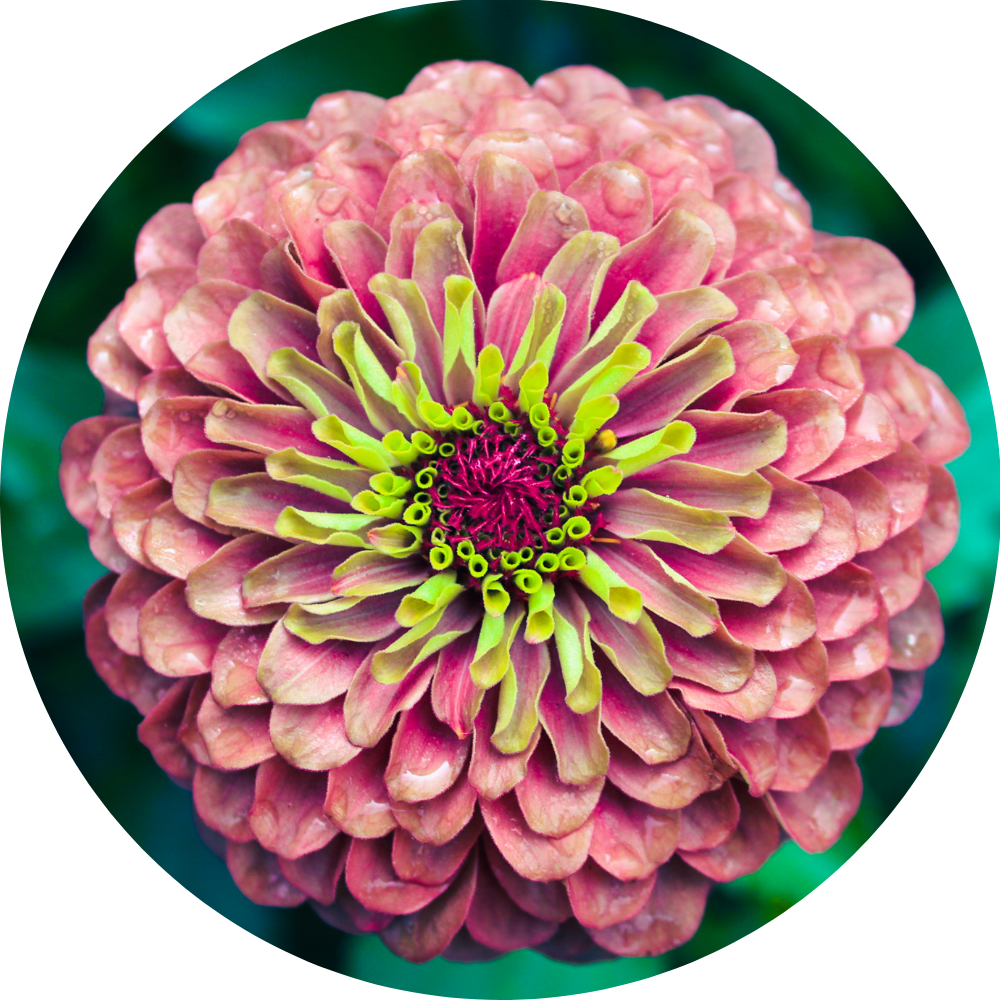 pink zinnia
