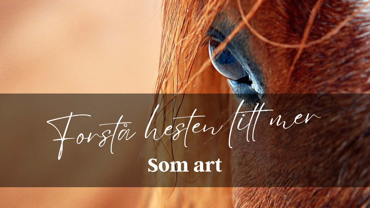 Forstå hesten som art