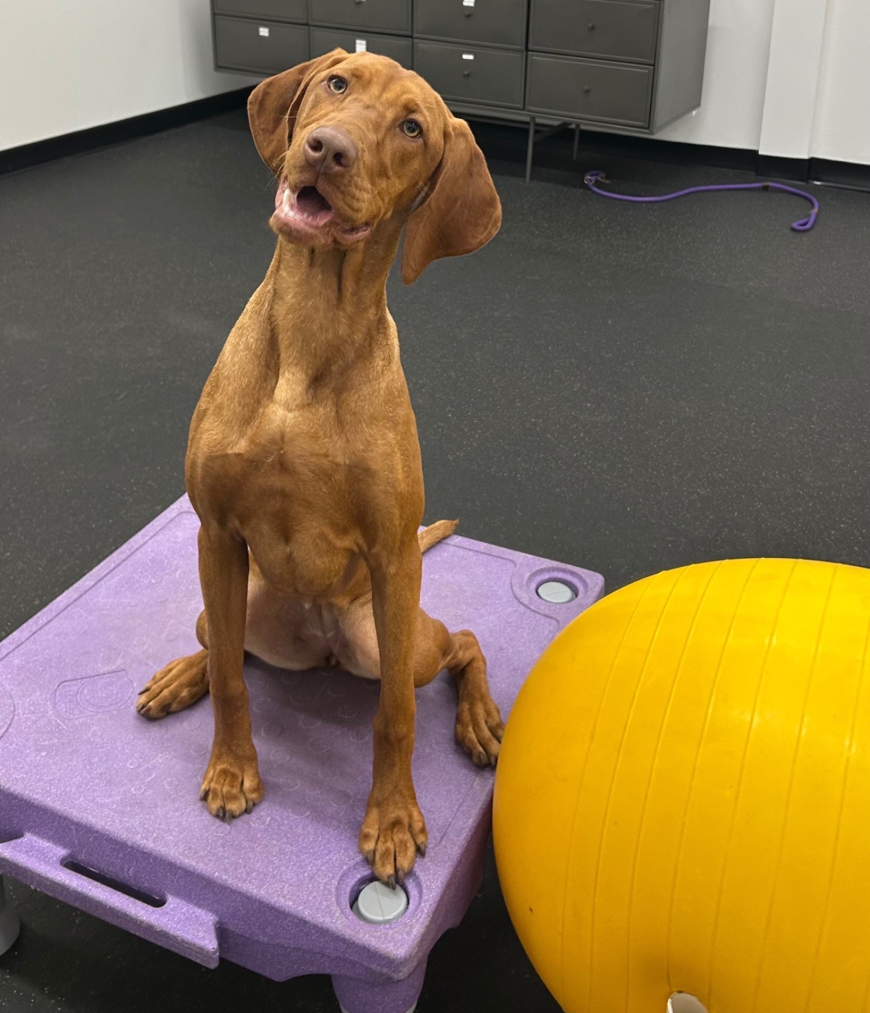 Good Dog Manners and real-life training video placeholder