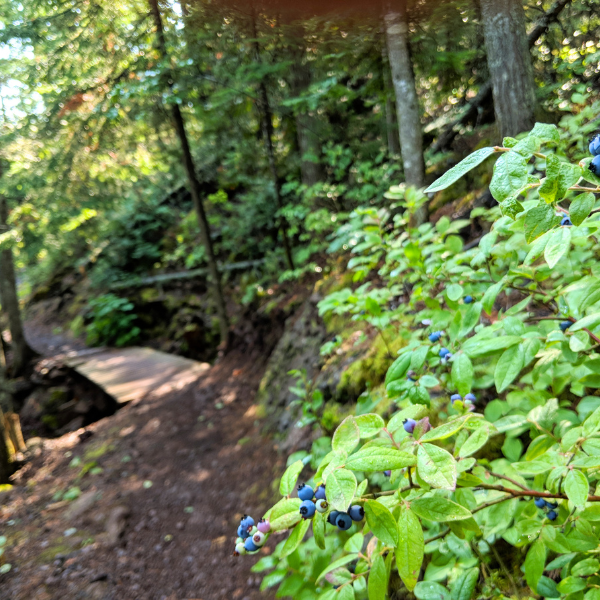 Blueberry bush on a singletrack trail with bridge through summer woods.