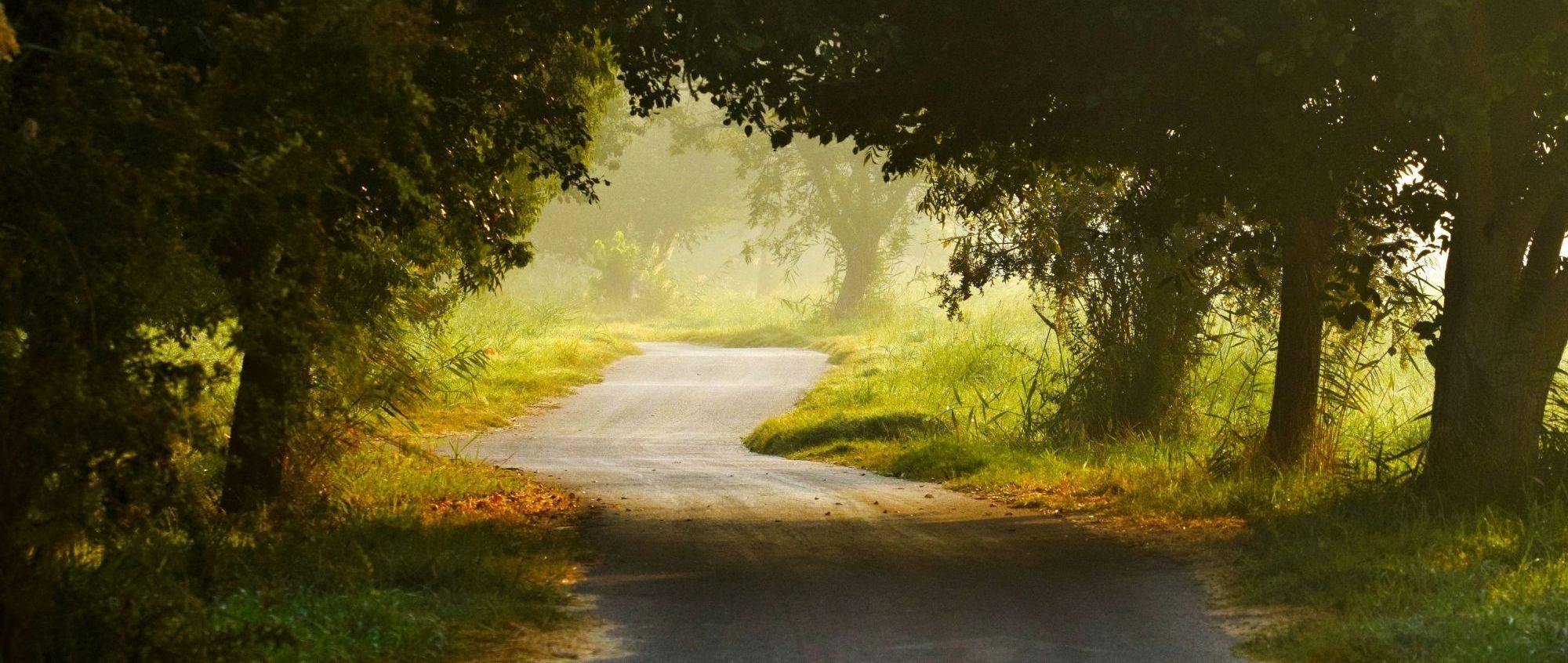 A winding forest path opening toward light, from The Going-Deeper Guide