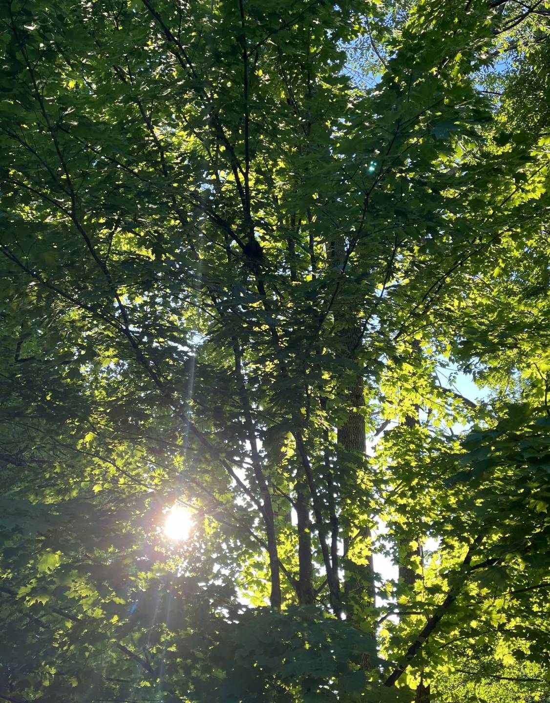 Sunlight shining through green forest trees