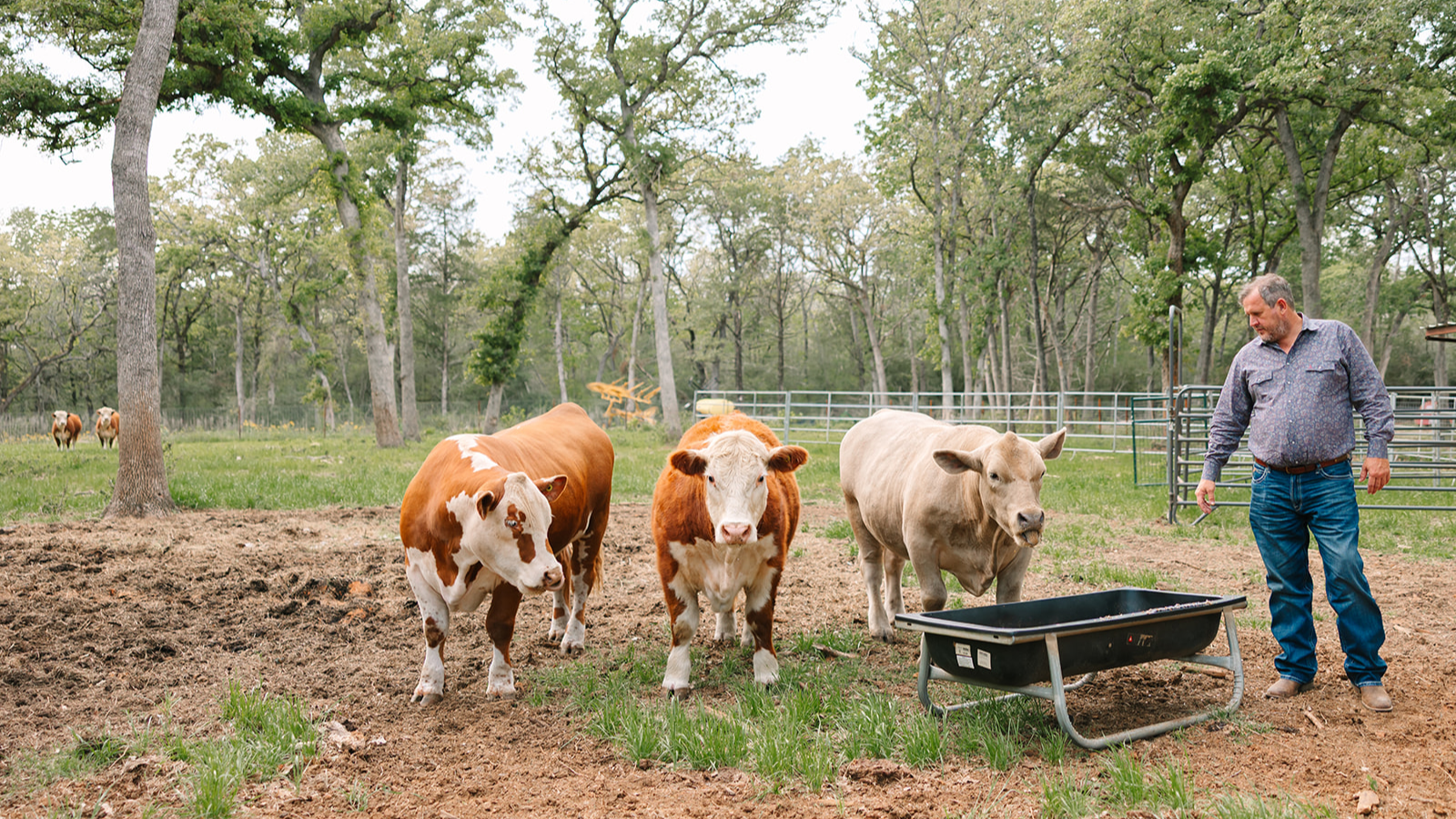 The herd