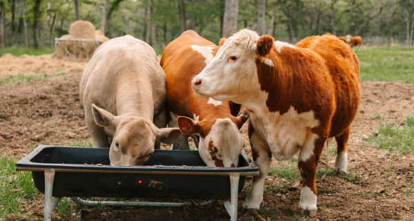 Land &amp; Livestock