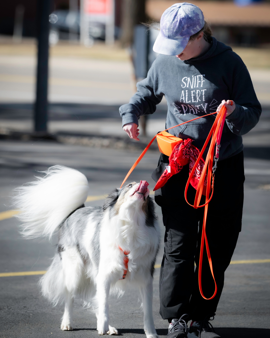 Blue merle border collie heels next to his handler while looking up and licking his lips in anticipation of a treat. They are walking out of a nosework trial, so he has a red bandana on to indicate dog reactivity.
