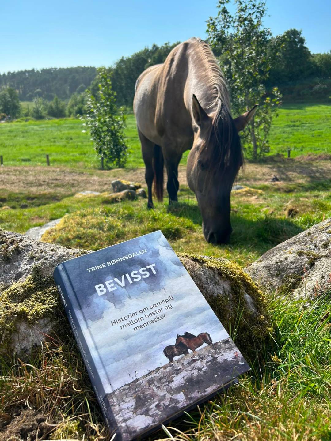 Boka BEVISST: Historier om samspill mellom hester og mennesker