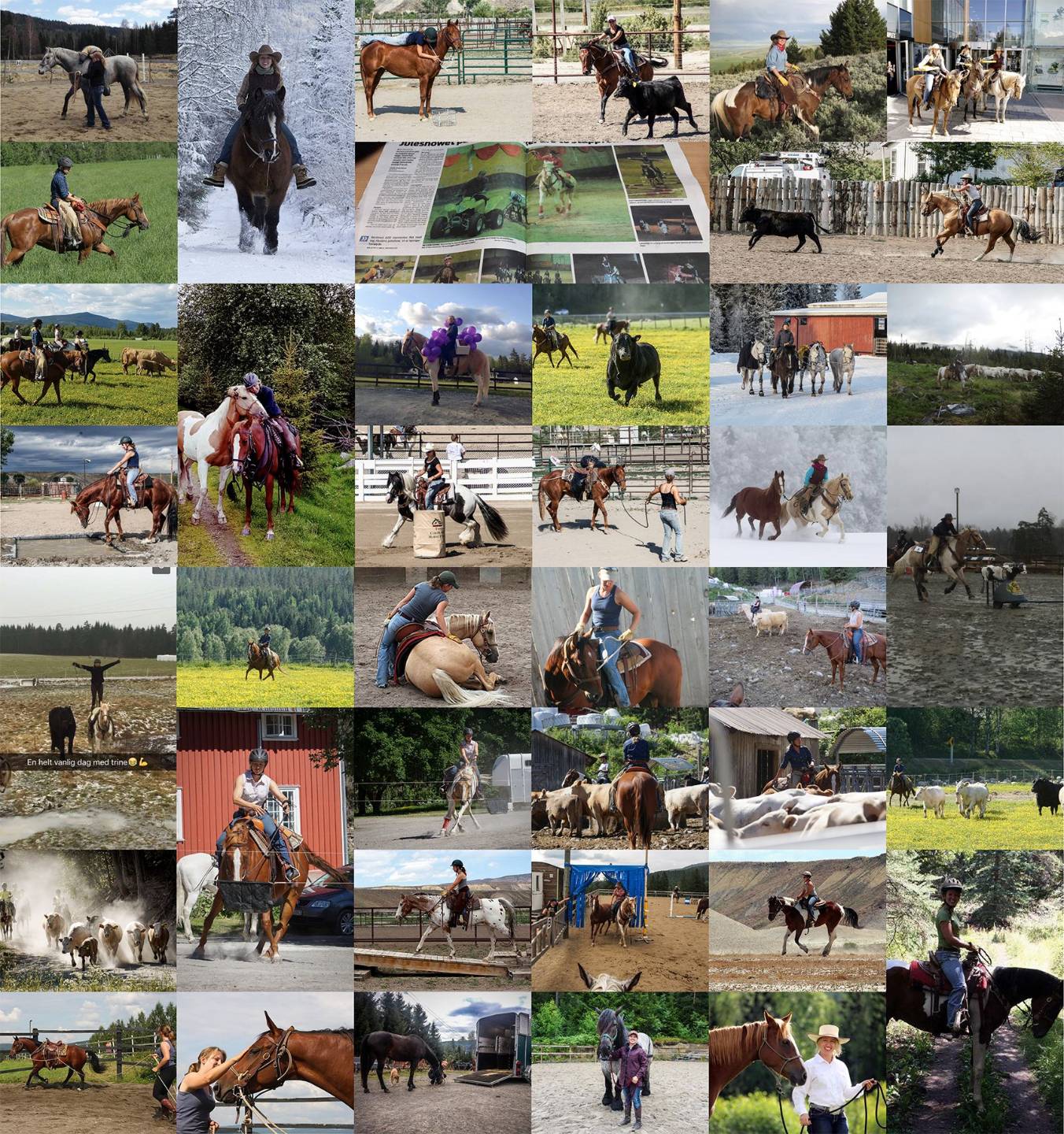 Fra cowboyliv til atferdsvitenskap: praktisk arbeid med hest
