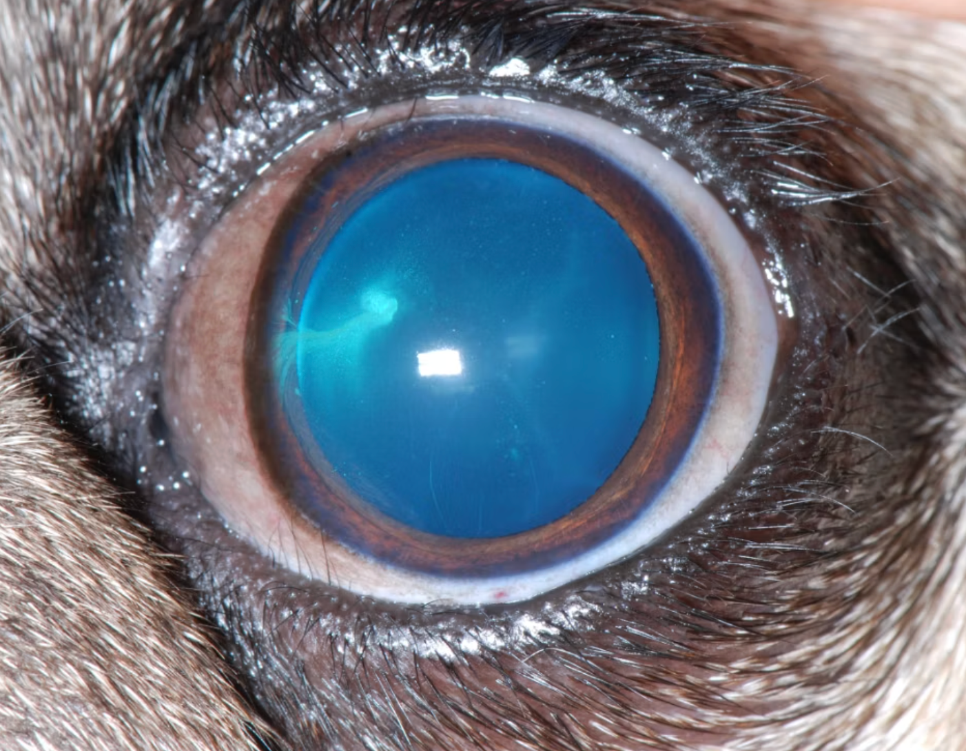 A case image annotated by a VetHive Guide