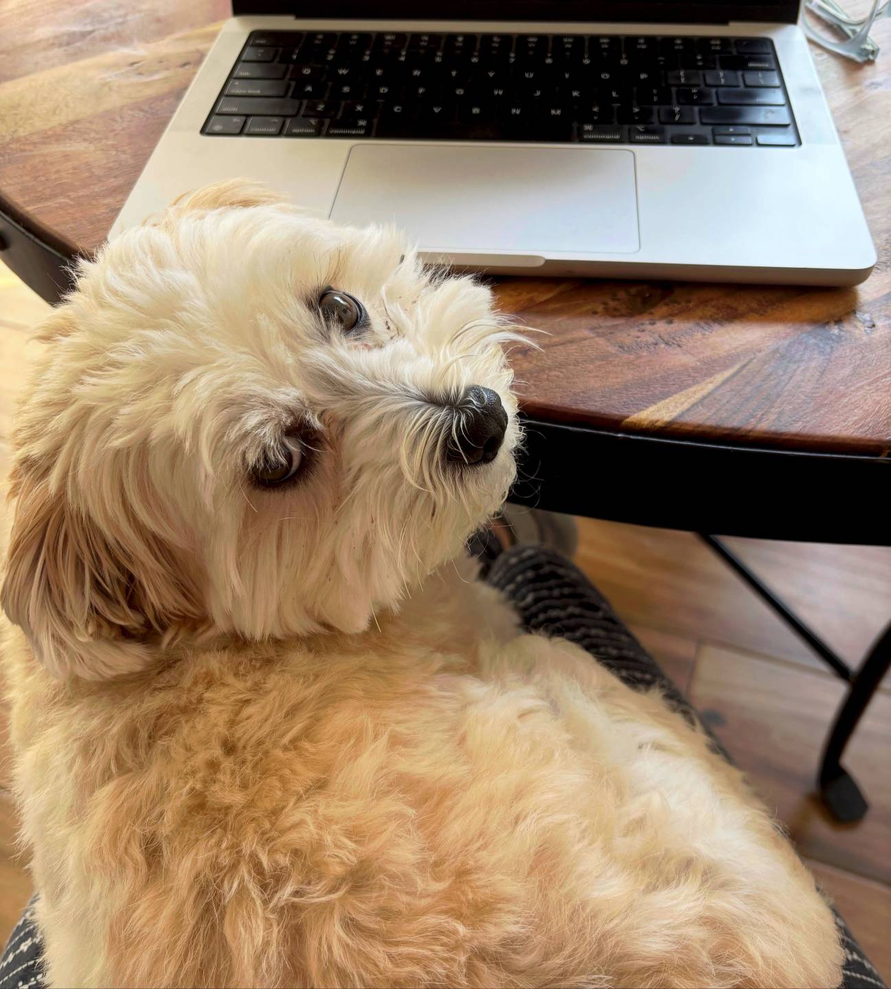 I got you. Close-up of a dog's face with white coloring looking at camera.