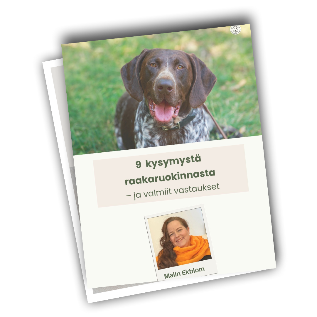 raakaruokinnan aloittaminen