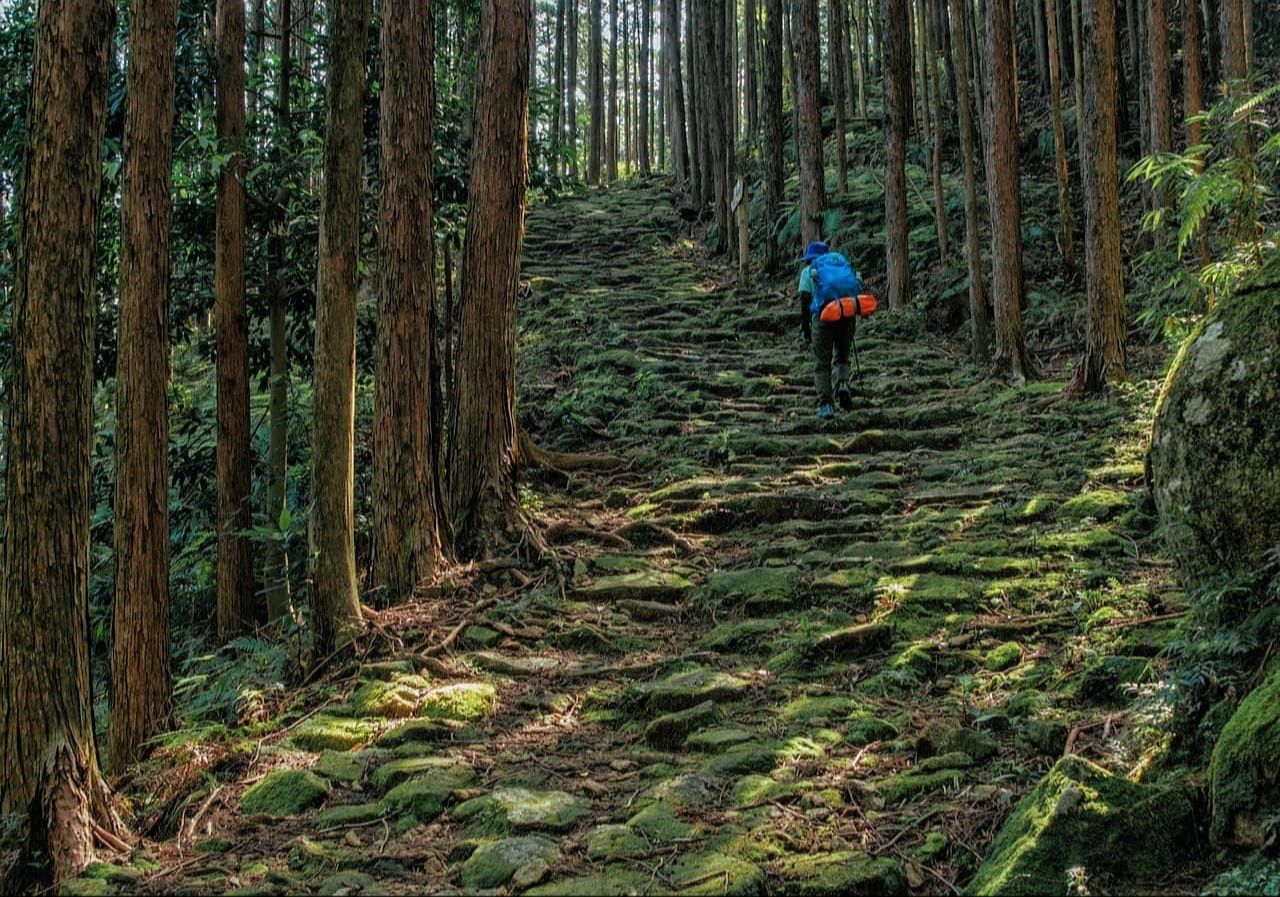 Pilgrim walking along the moss-covered Kumano Kodo trail through a cedar forest in Japan.