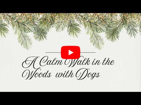 A Calm Walk in the Woods With Dogs