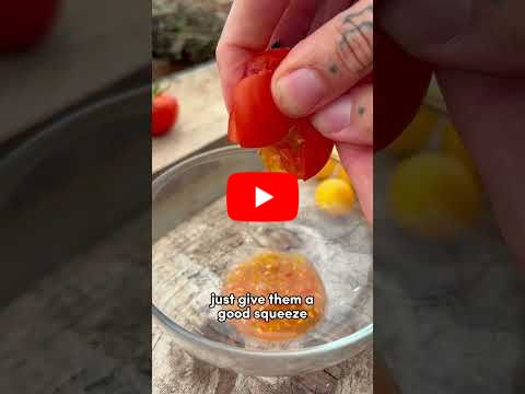 Save your own Tomato Seeds 🍅 #seedsaving #gardeningtips #vegetablegarden