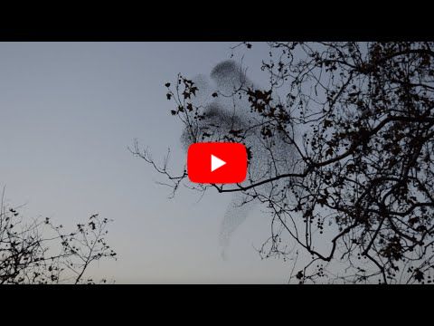 Starling Murmurations - Rome, November 11th 2025