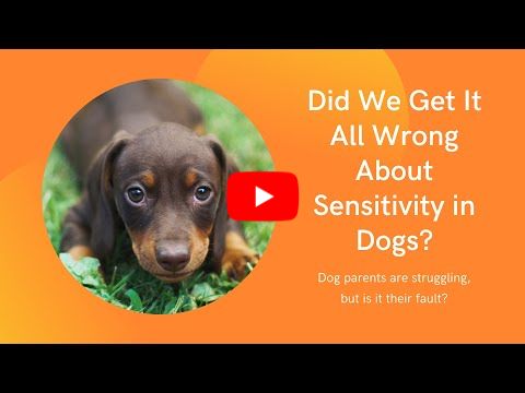 ISD Did we get it all wrong about sensitive dogs?