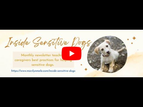 Inside Sensitive Dogs Pattern Games