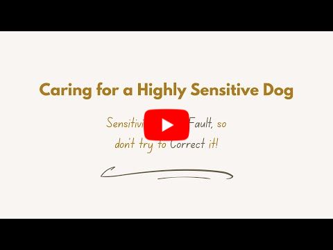 Caring for Highly Sensitive Dogs