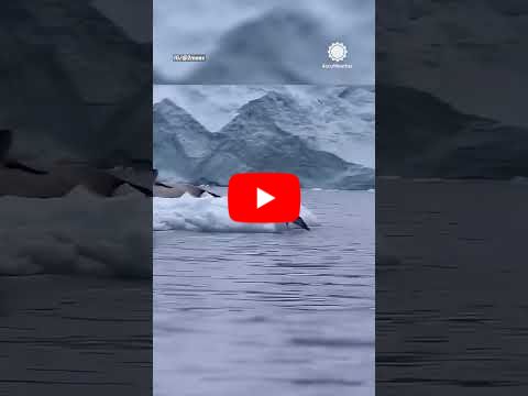 Penguin U-Turn to Escape a Seal