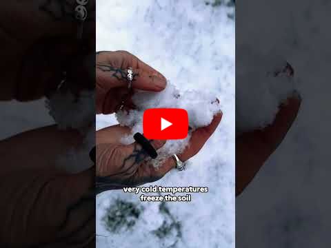 It's Snowing! 🌨️ but is it Good for the Garden? 🌱❄️ #gardening #farming #snow