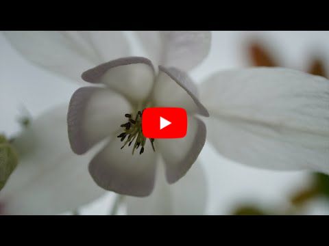 'Bealtaine, Embodiment' - a film poem by Grace Wells